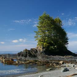 Spruce, Sitka